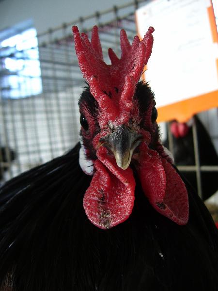 Delbrueck 2008 104.jpg - Zwerg Augsburger schwarz von Michael Kiersch Preis sg 95 KVE